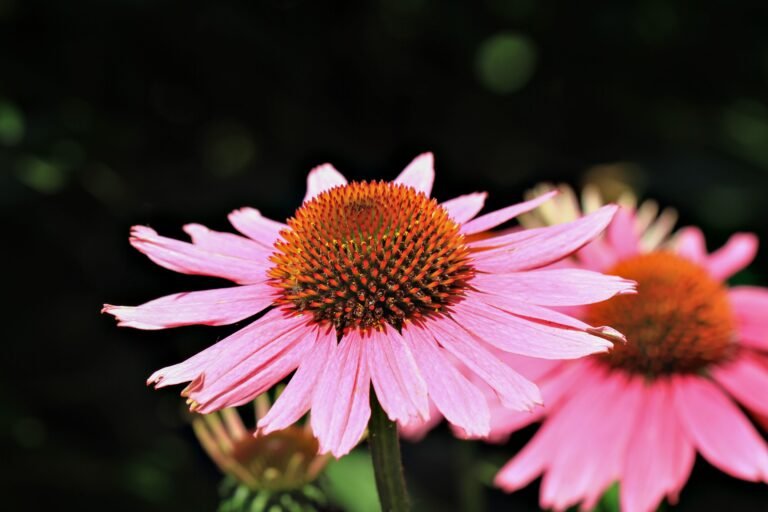 7 Proven Tricks to Save Your Beautiful Wilting Coneflowers