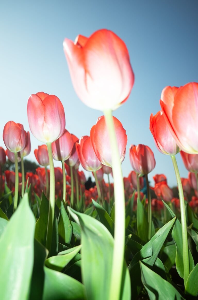 The Best Time to Plant Tulip Bulbs for Stunning Blooms