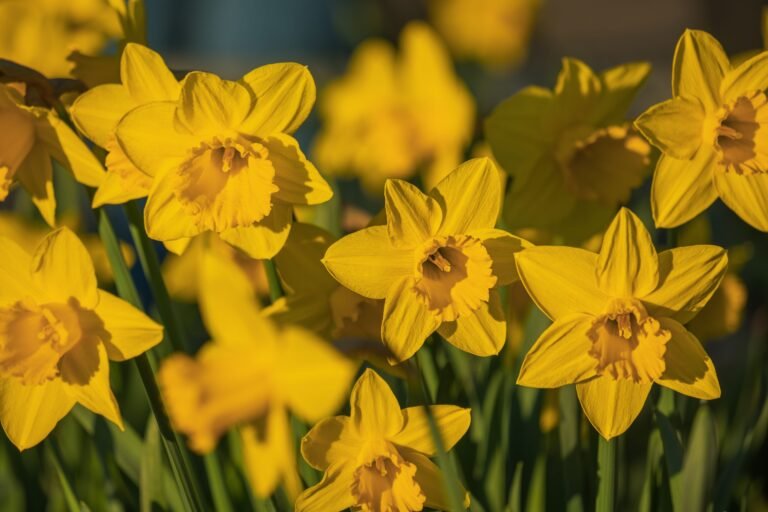 The Best Time to Plant Daffodil Bulbs for Stunning Blooms