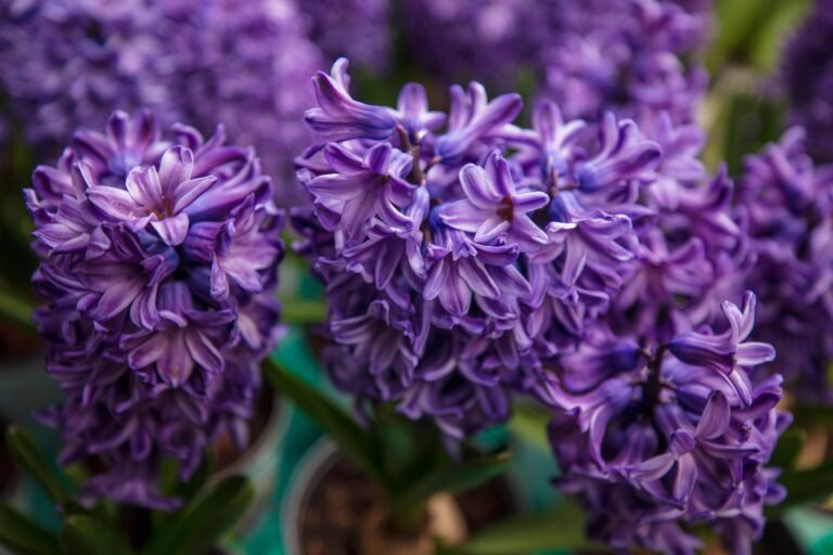 The Best Time to Plant Hyacinth Bulbs for Stunning Blooms