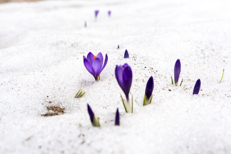 The Best Time to Plant Crocus Bulbs for Stunning Blooms