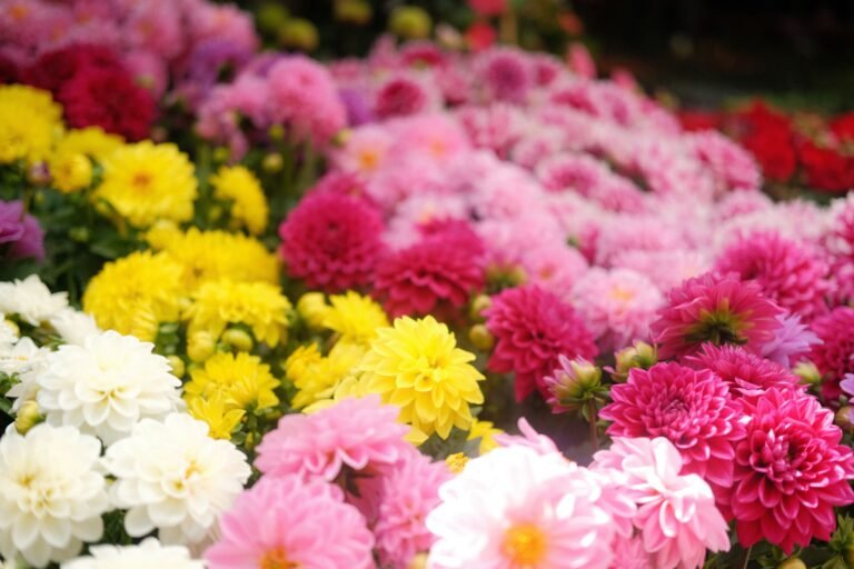 The Best Time to Plant Dahlia Tubers for Stunning Blooms
