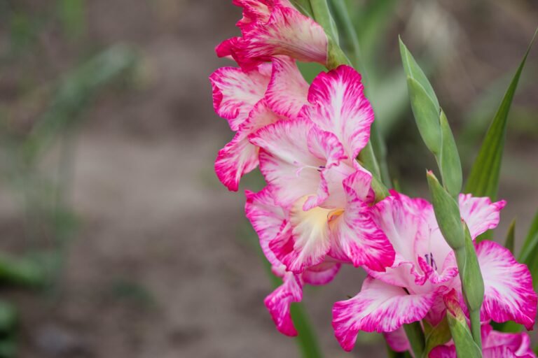 The Best Time to Plant Gladiolus Bulbs for Stunning Blooms