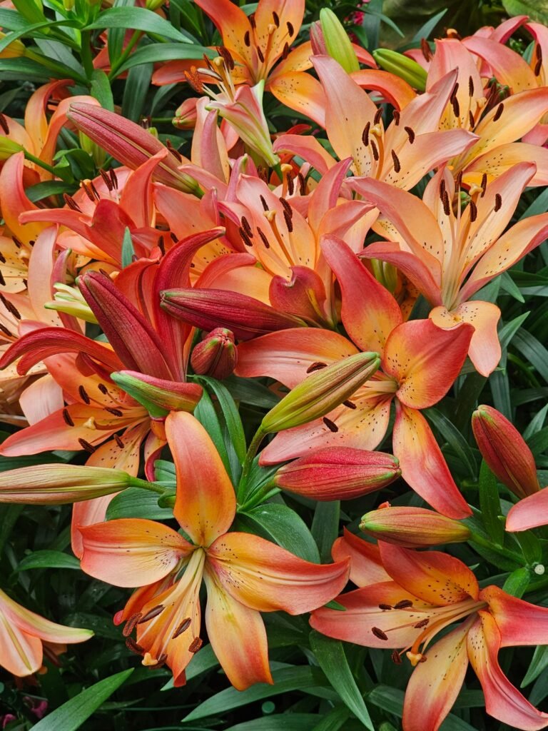 The Best Time to Plant Lily Bulbs for Stunning Blooms