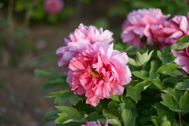 The Best Time to Plant Peony Roots for Stunning Blooms