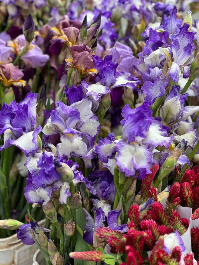 The Best Time to Plant Iris Rhizomes for Stunning Blooms