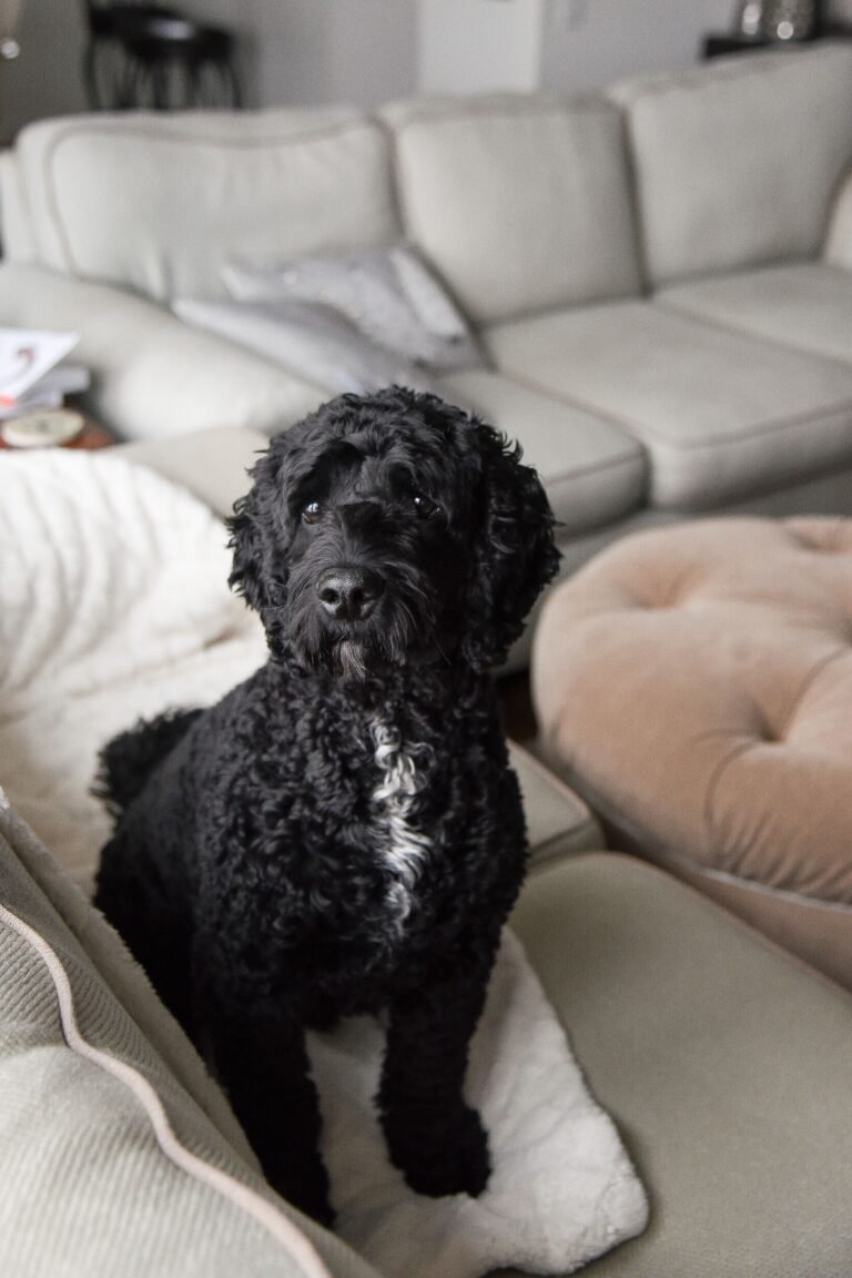 Kid and Pet Friendly Decor: The 7 Proven Choices
